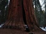 Abraçando uma gigantesca sequoia no Sequoia National Park, na Califórnia - EUA